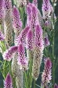 Celosia Spicata